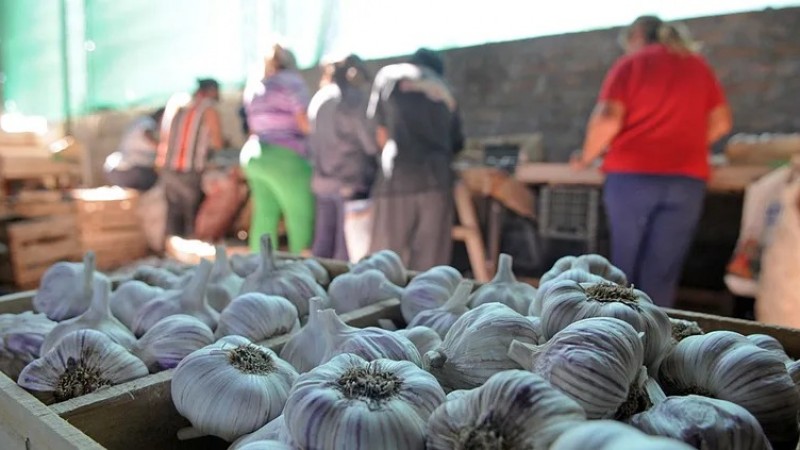 Brasil elimina aranceles al ajo chino y pone en jaque la producción de Mendoza